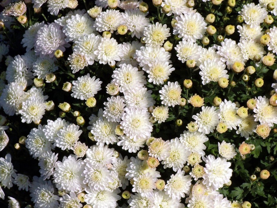 Хризантема Chrysanthemum Aurora