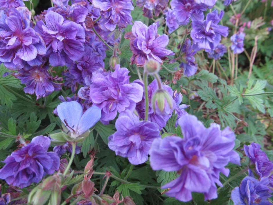 Герань гималайская (Geranium himalayense) Kaya