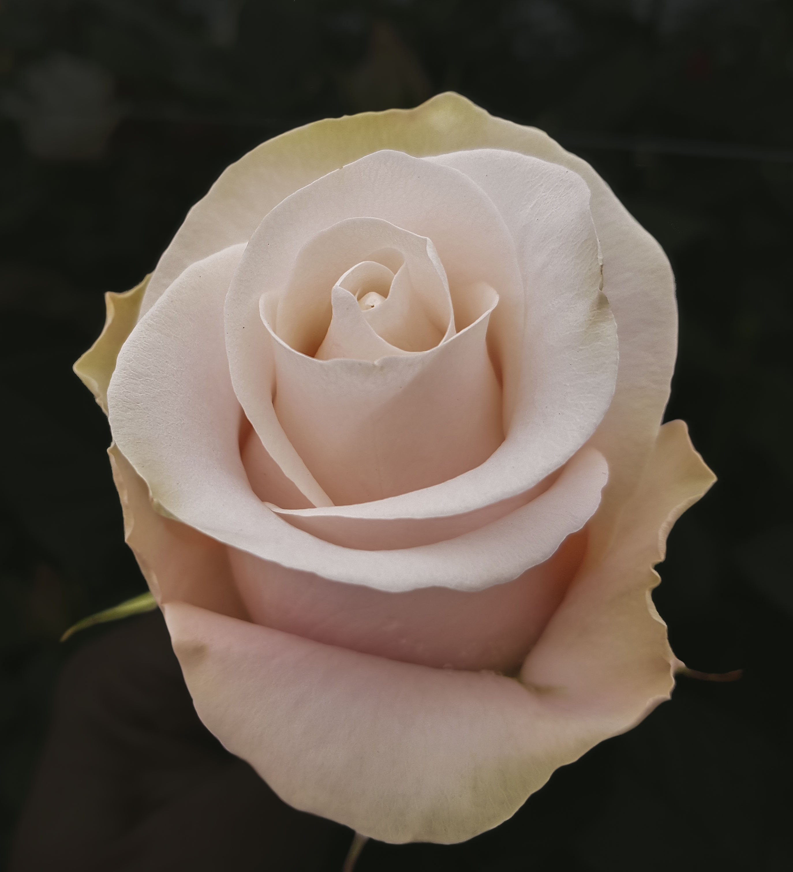 роза бисквит эквадор
