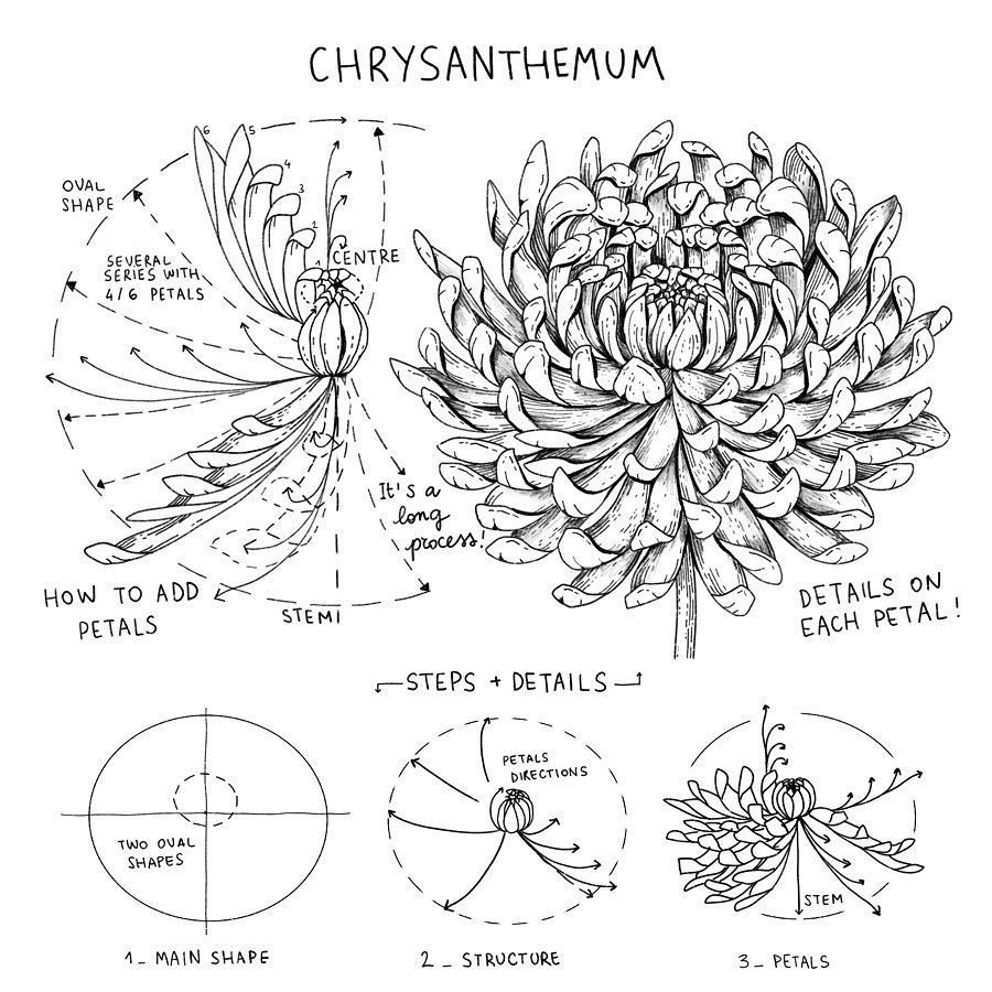 Строение хризантемы схема