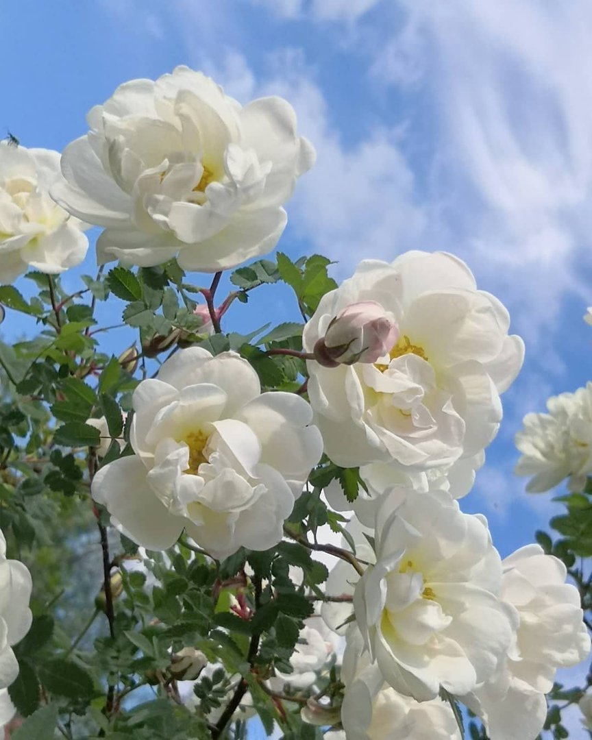 Шиповник белый Дикая роза