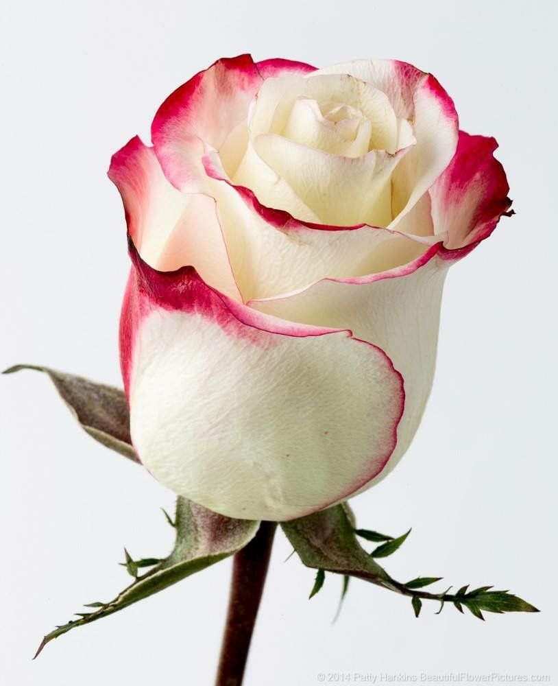 Роза С Розовой Каймой