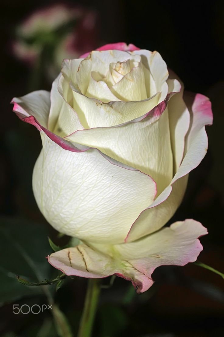Чайно гибридные розы белые с розовой каймой