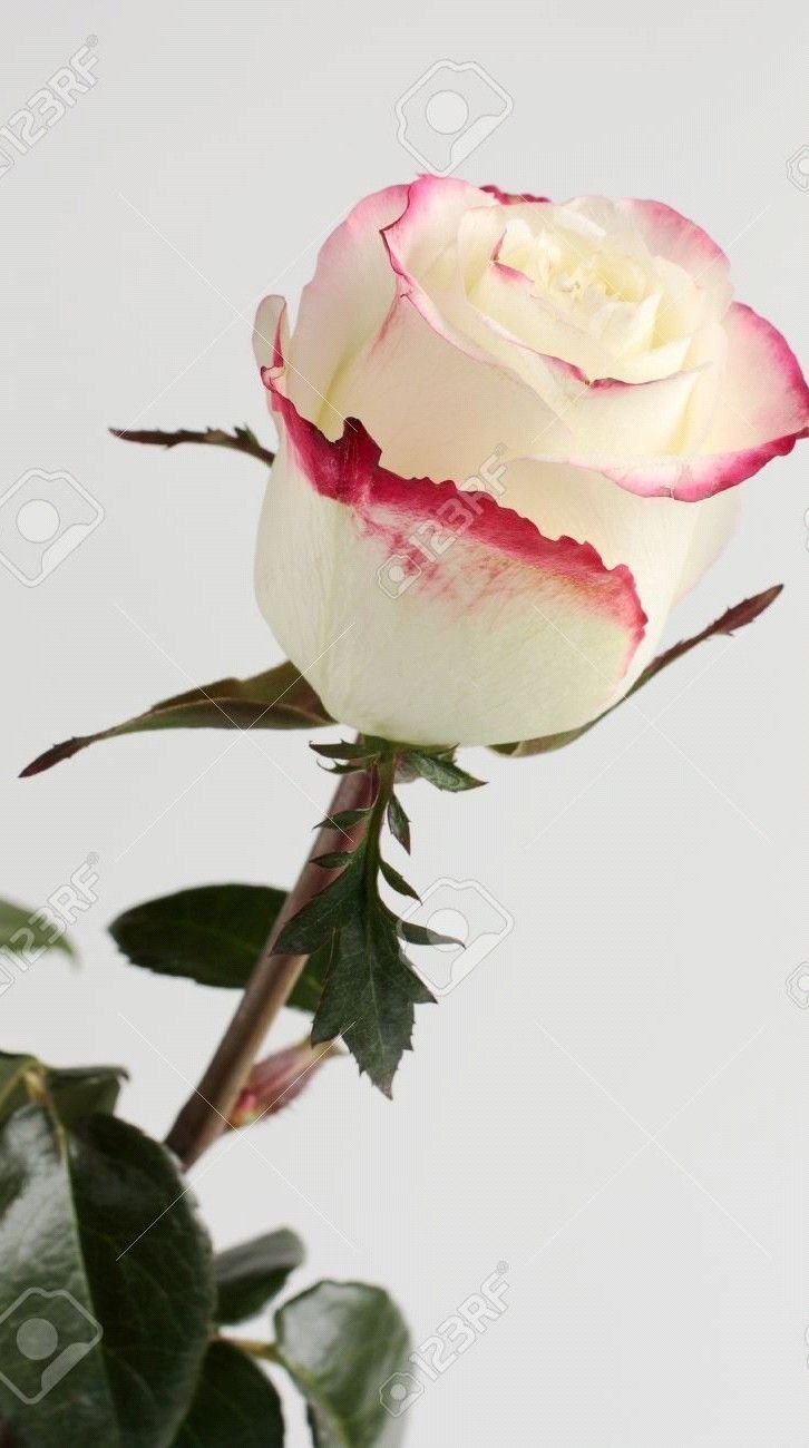 Белая роза с розовой окантовкой