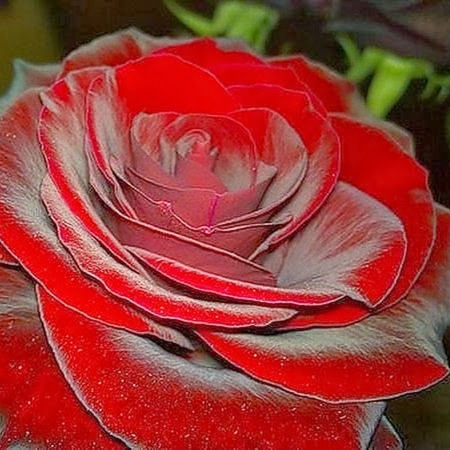 Роза сорт Королевский бархат