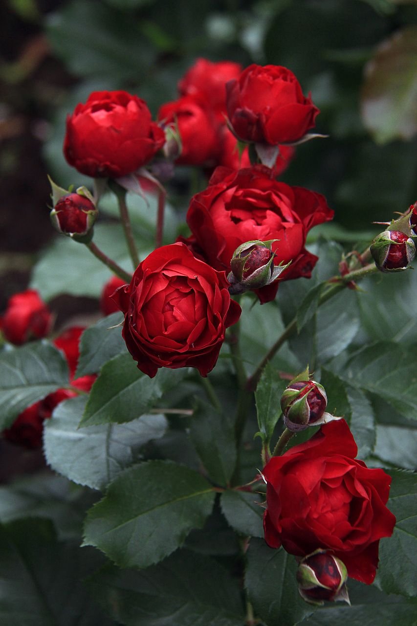 Роза флорибунда красная