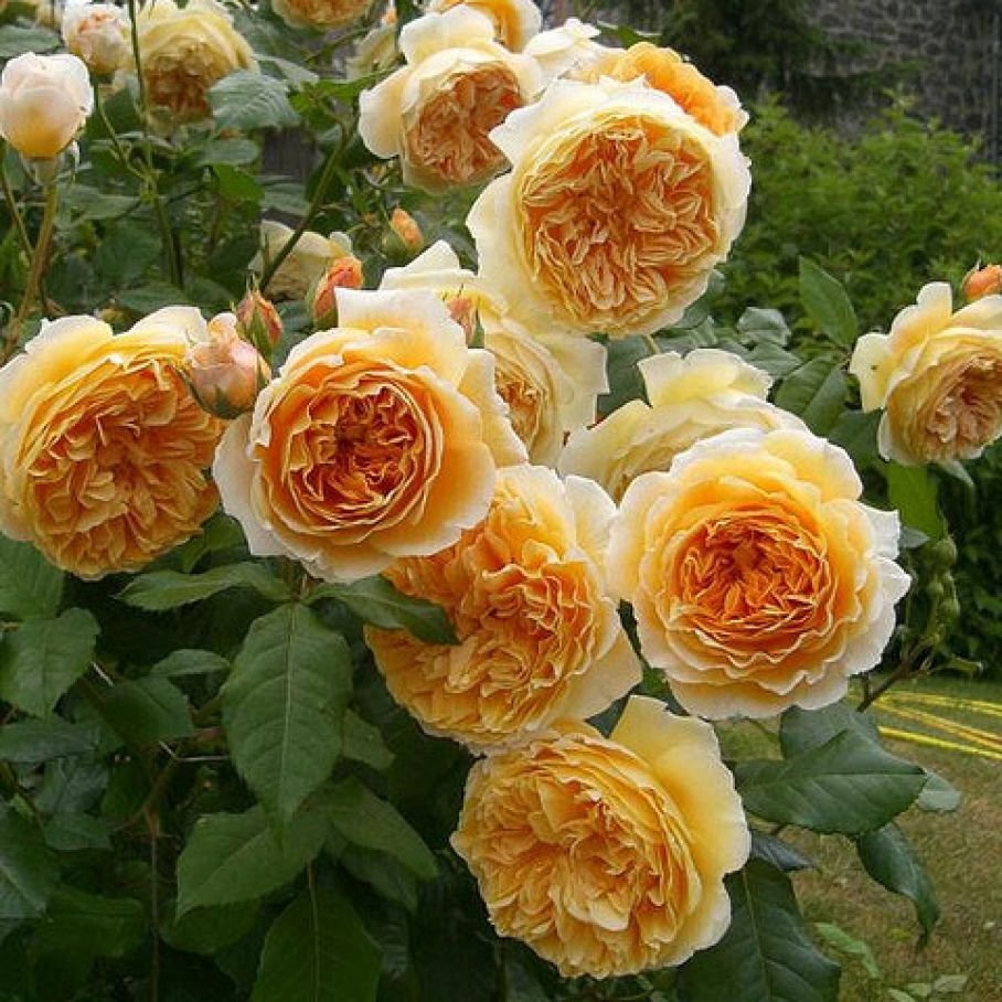Роза шраб Краун принцесс Маргарет