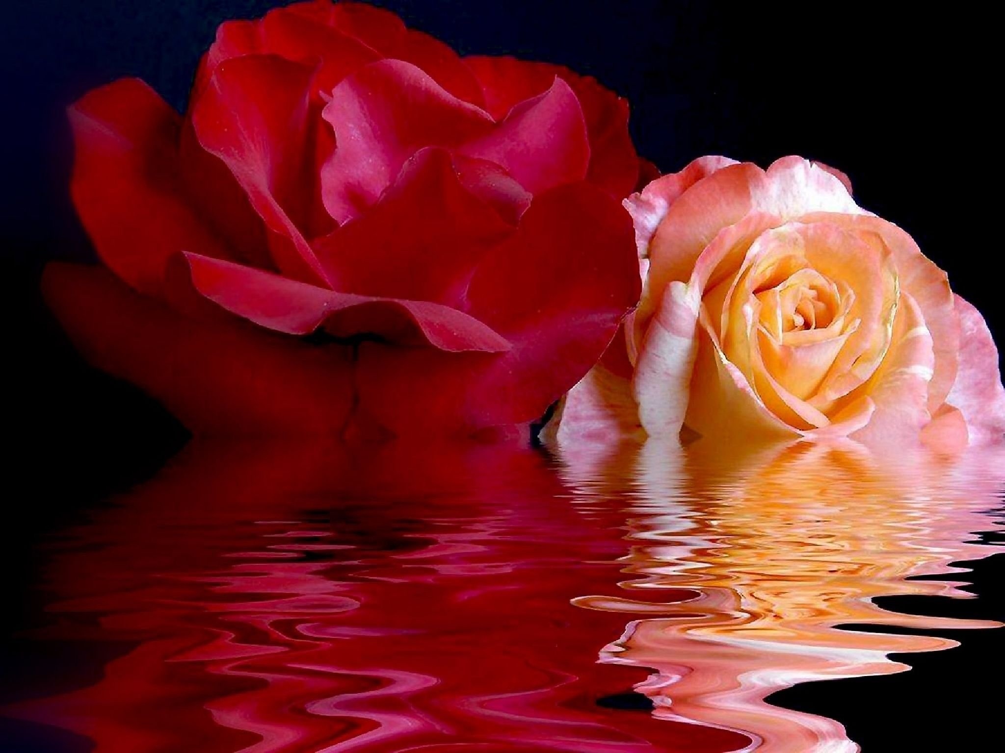 Песни розовый букет. Розы отражающиеся в воде. Красивые розы. Красивые вечерние розы. Шикарные розы у воды.