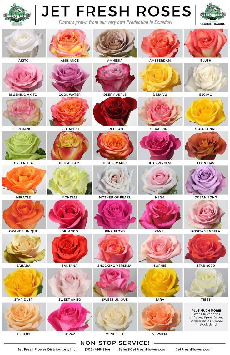 Сорта эквадорской розы срезка