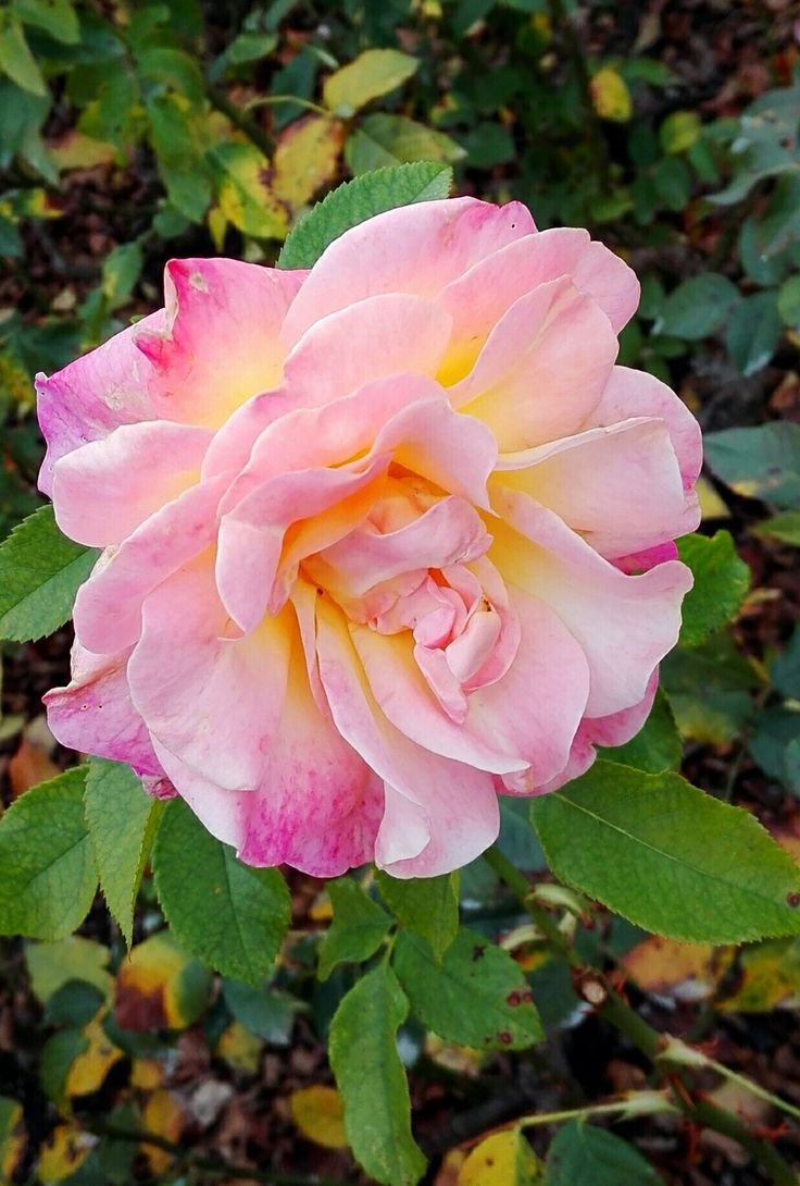 Роза пионовидная "Кахала"
