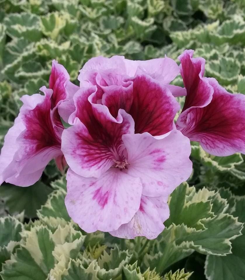 Пеларгония Королевская Regal Pelargonium