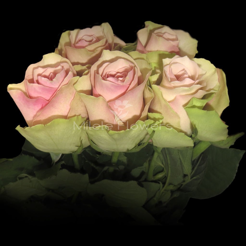 роза cabaret эквадор