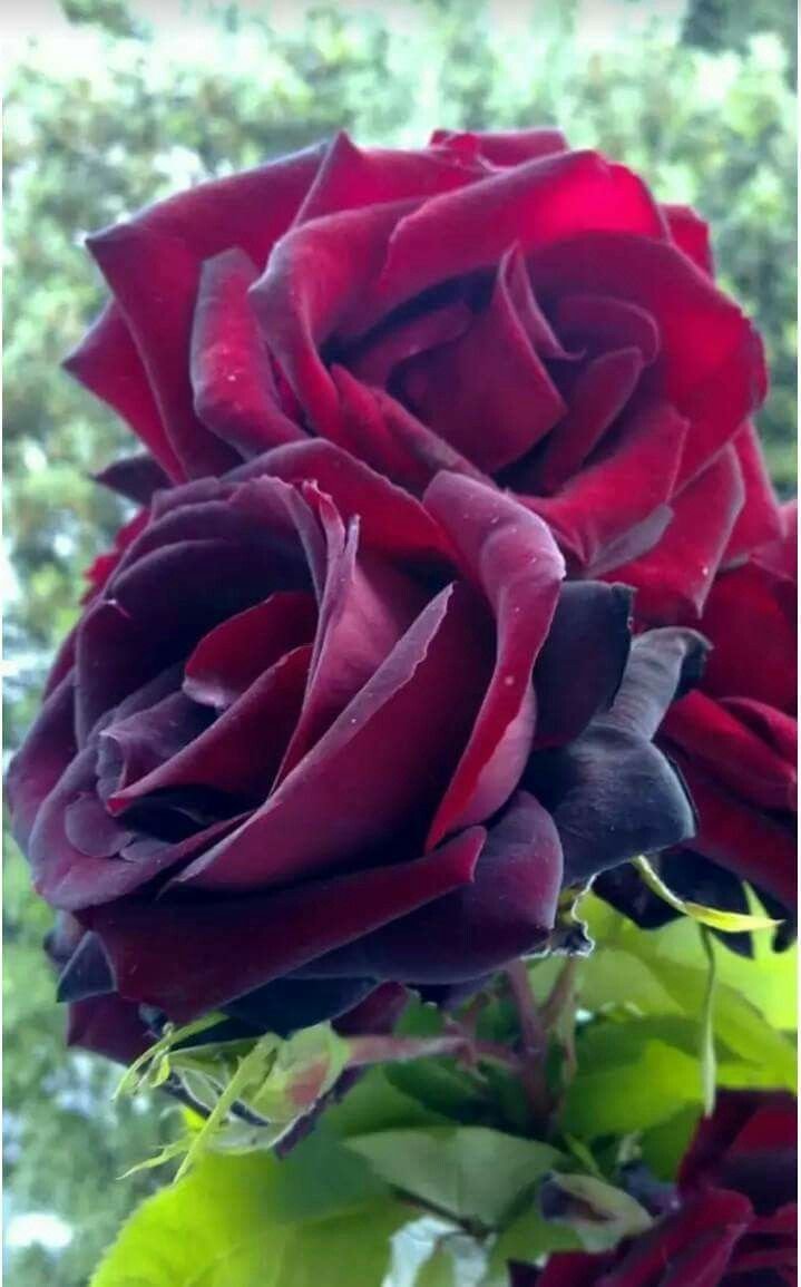 Роза чайно-гибридная красная "Софи Лорен"