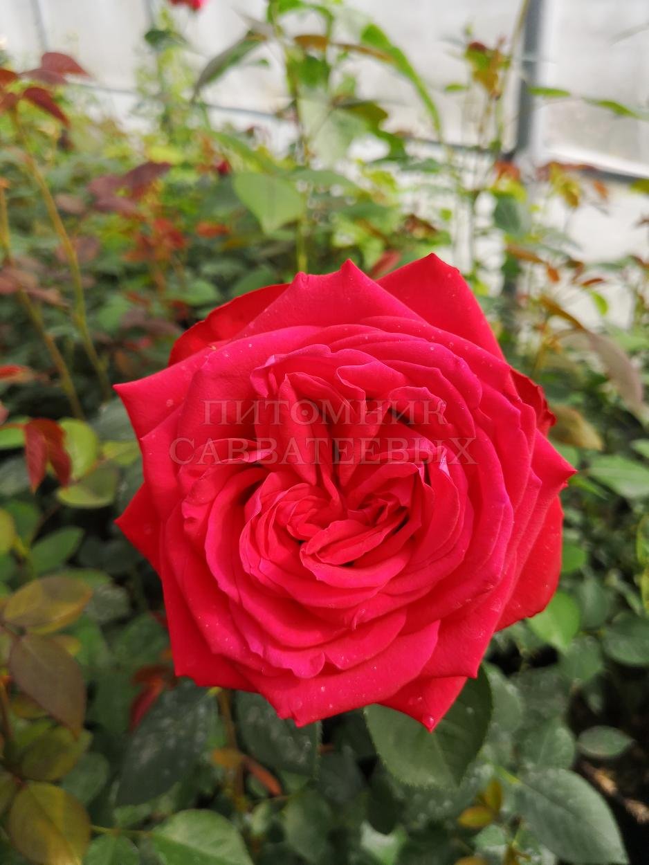 Куст розы Софи Лорен
