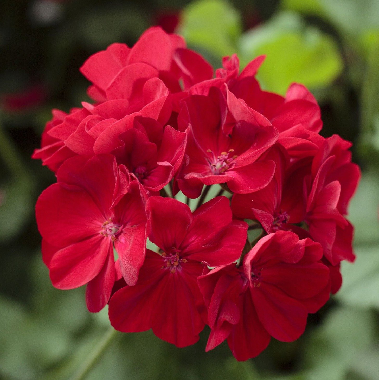 Пеларгония Calliope Dark Red. Каллиопа дарк ред пеларгония. Пеларгония medio Gabry Red. Герань Calliope Dark Red.