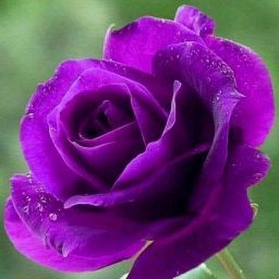 Темно фиолетовые розы