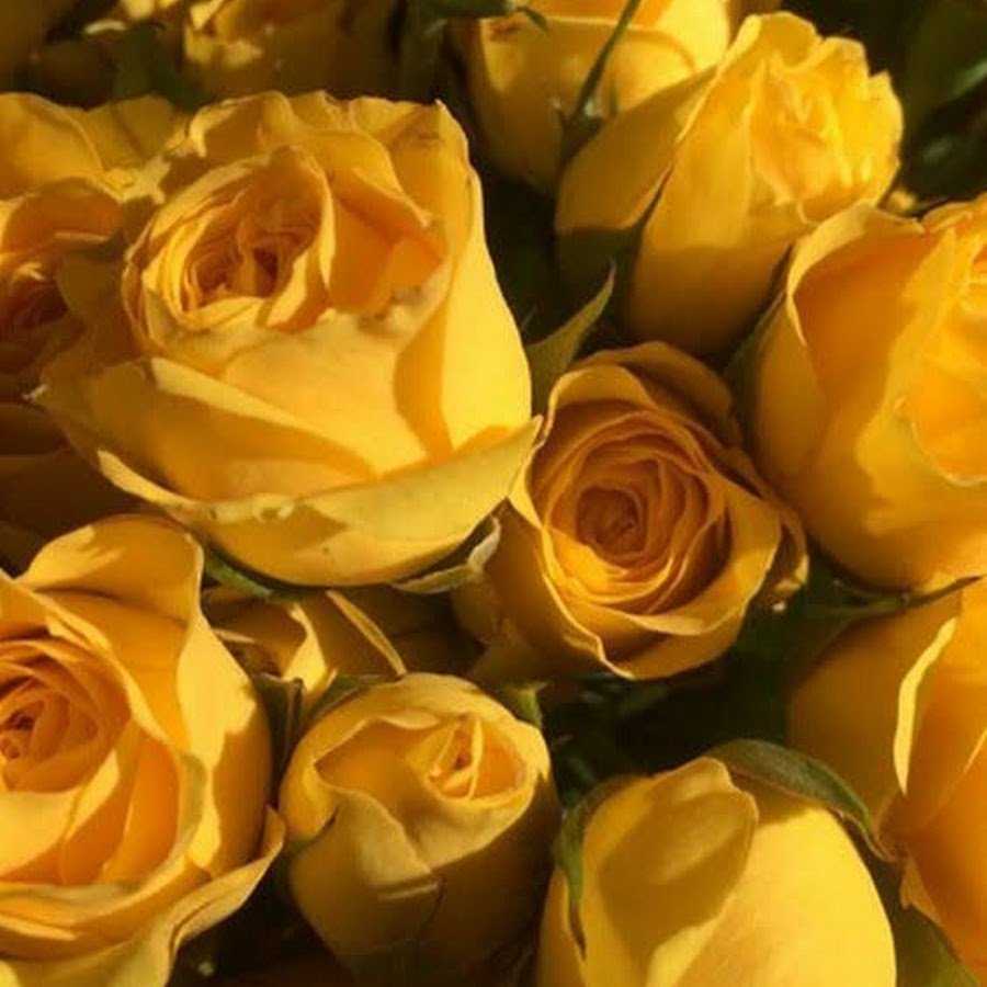 Желтые розы Эстетика с девушкой