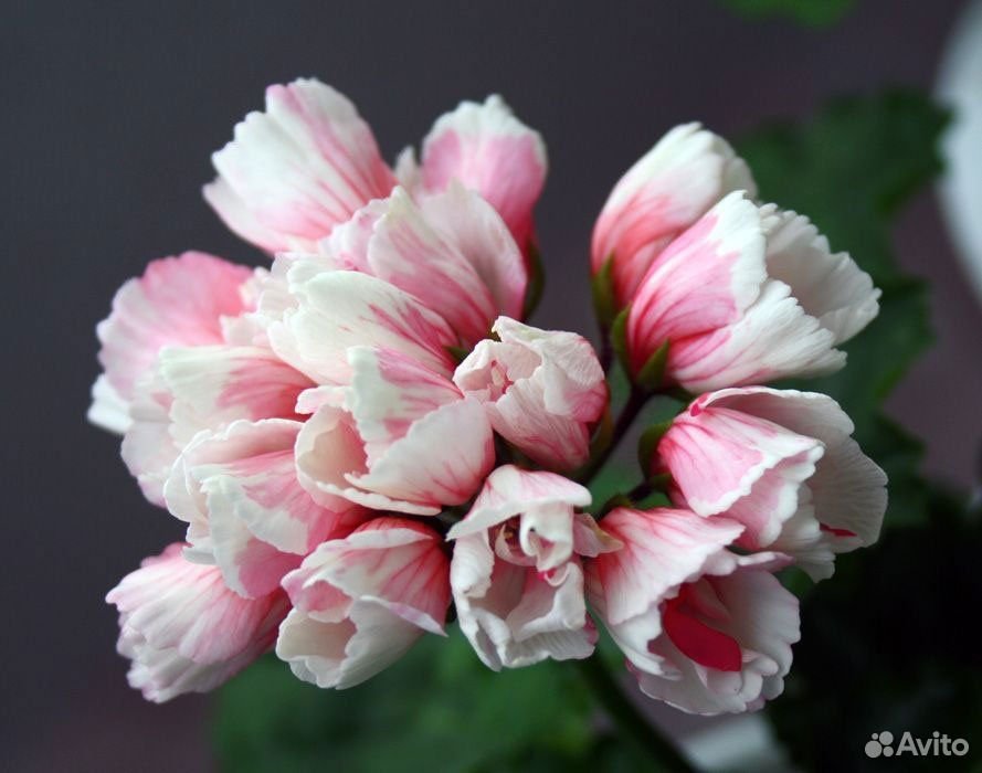 Пеларгония тюльпановидная Marie Louise