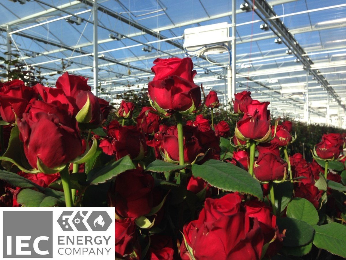 Выращивание цветов в россии. Плантации кустовой розы Голландия. Розы Голландия в теплице.