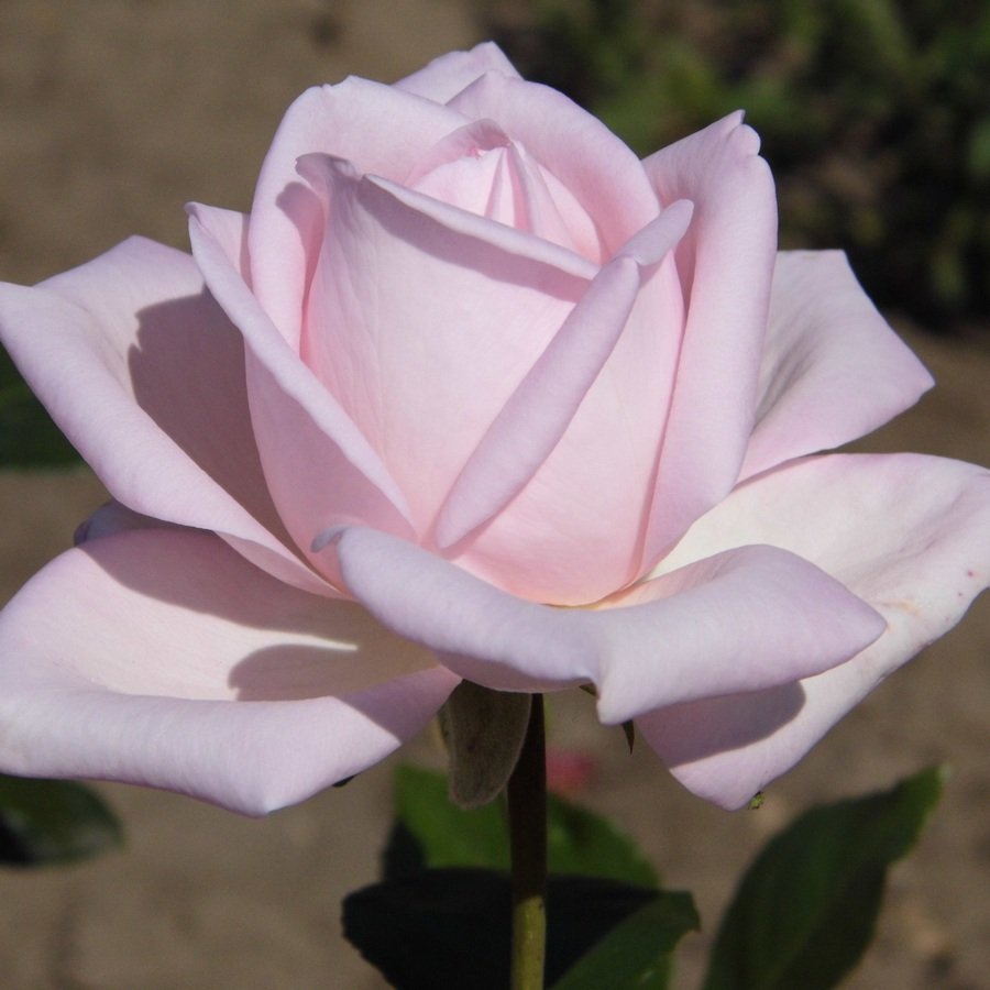Роза чайно-гибридная Marchenkonigin