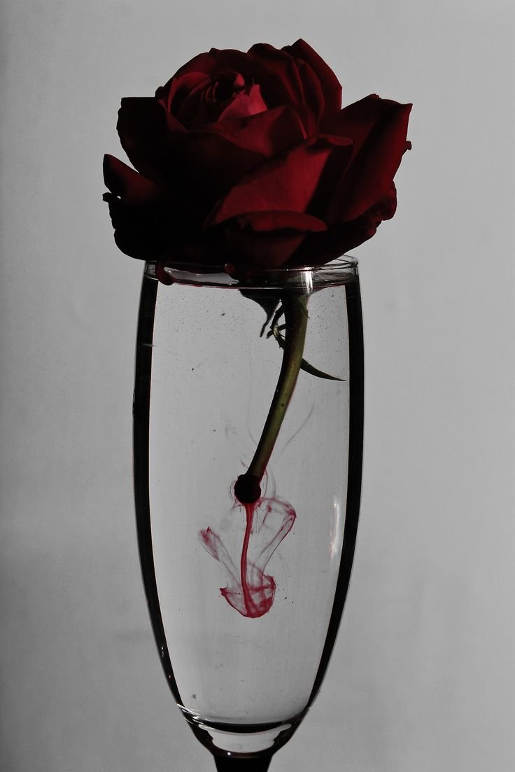 Кремовые розы в вазе