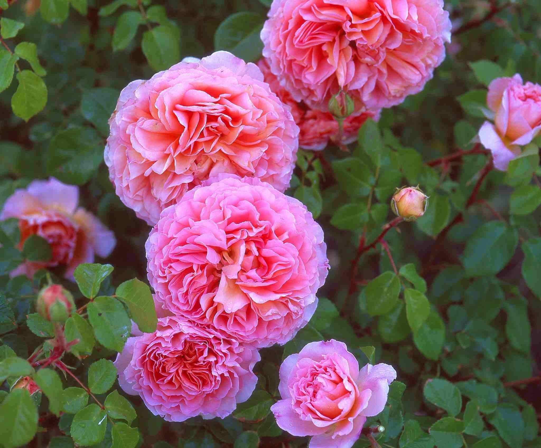 Rosa centifolia