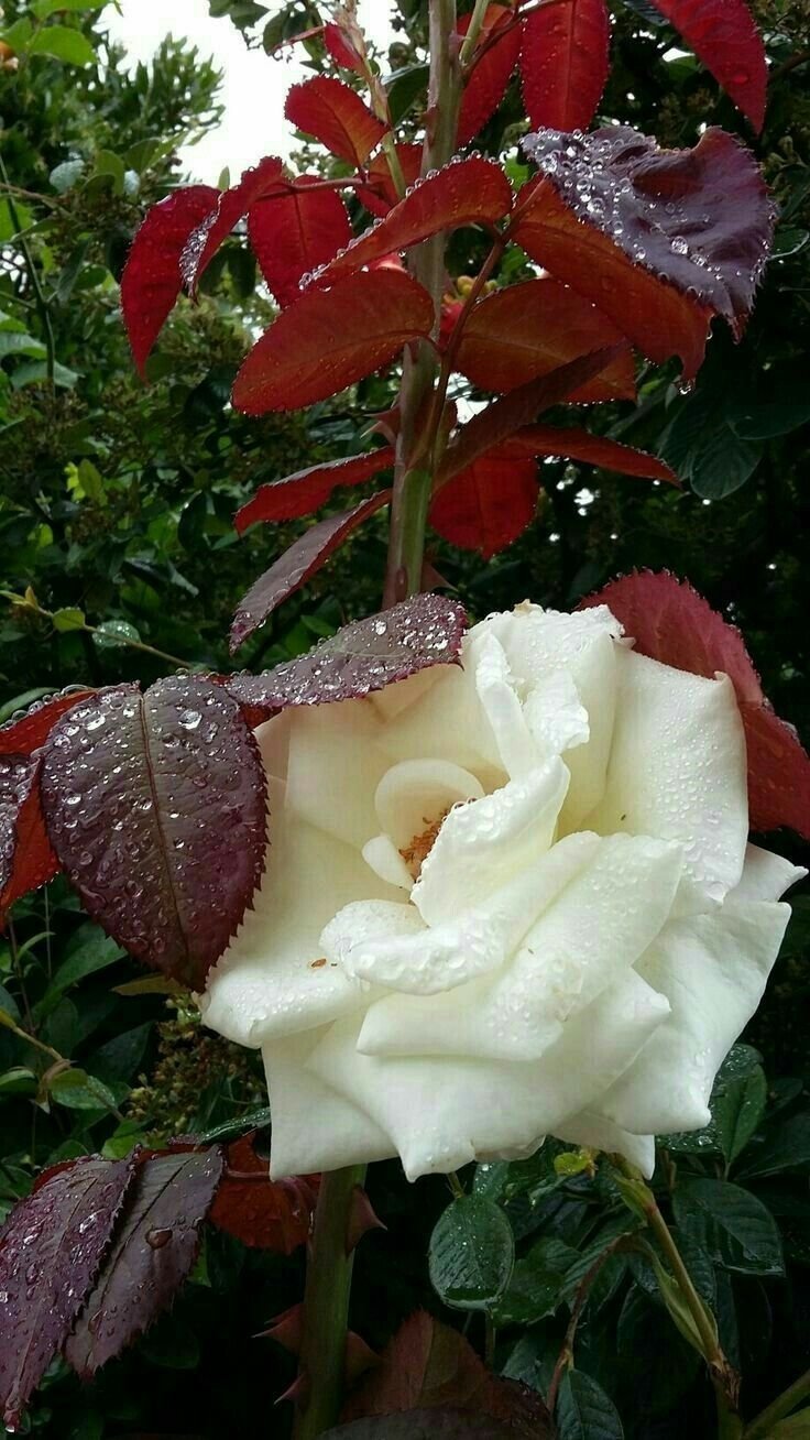 Цветок роза Зарагоза