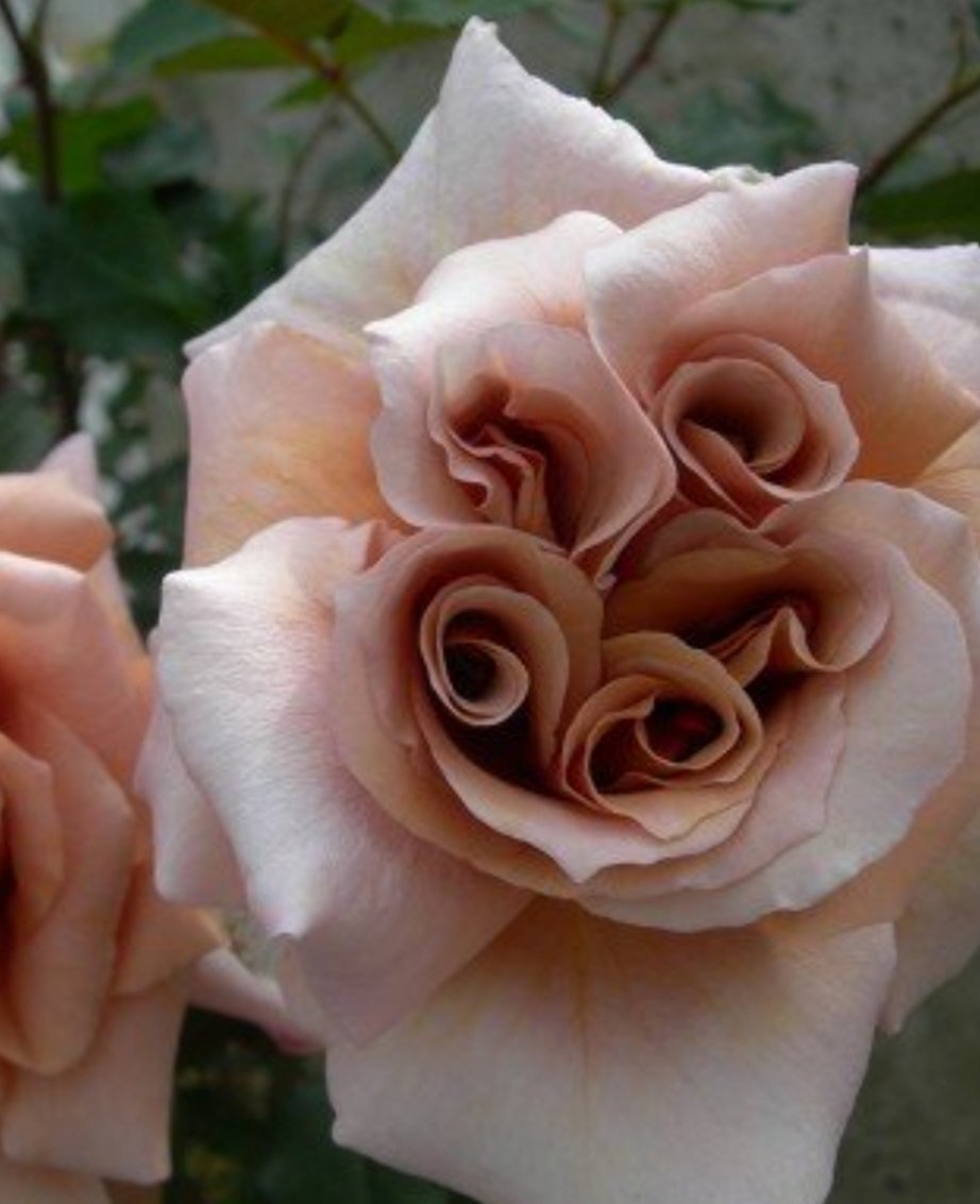 Роза латте