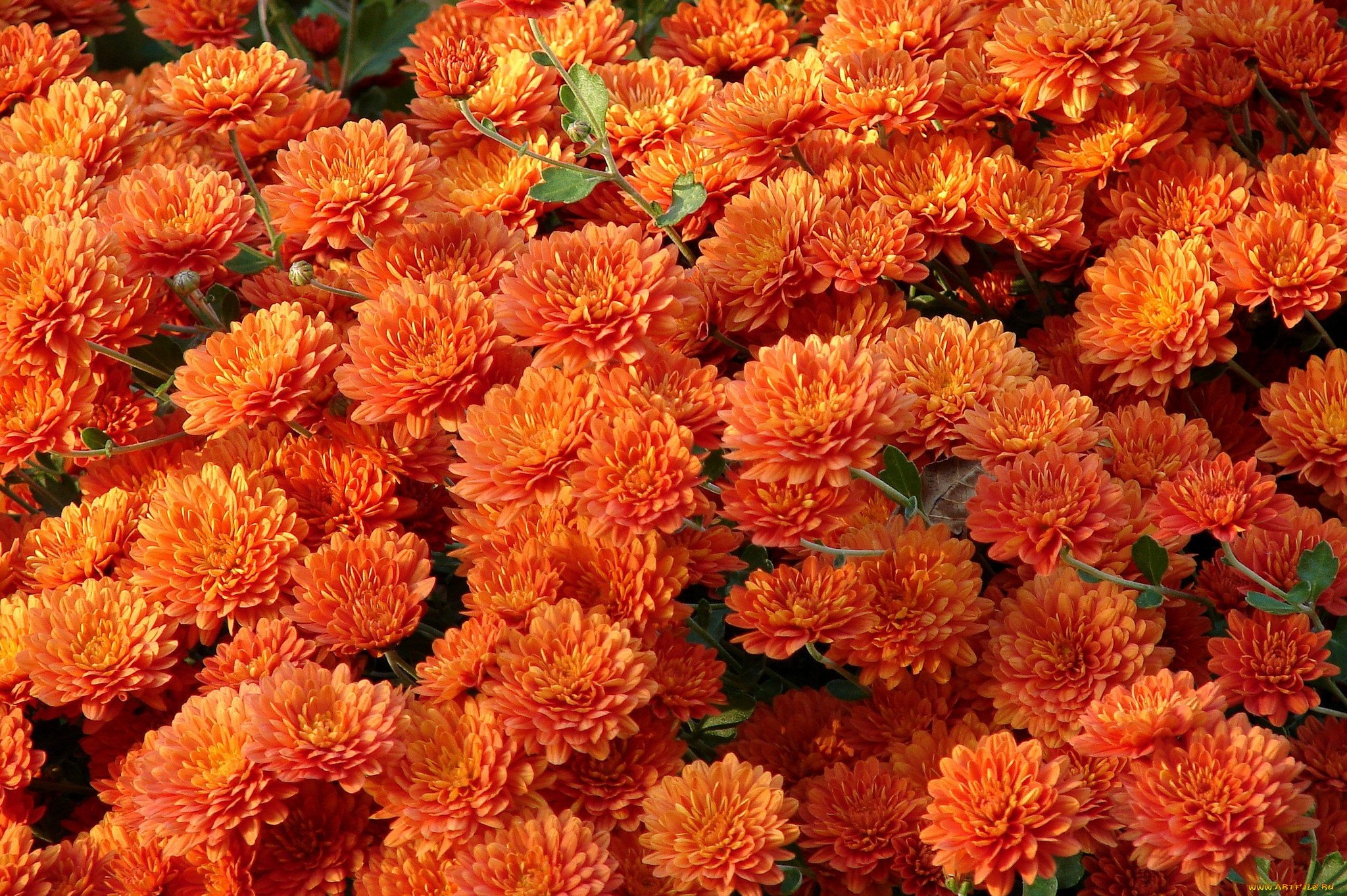Хризантема оранжевая