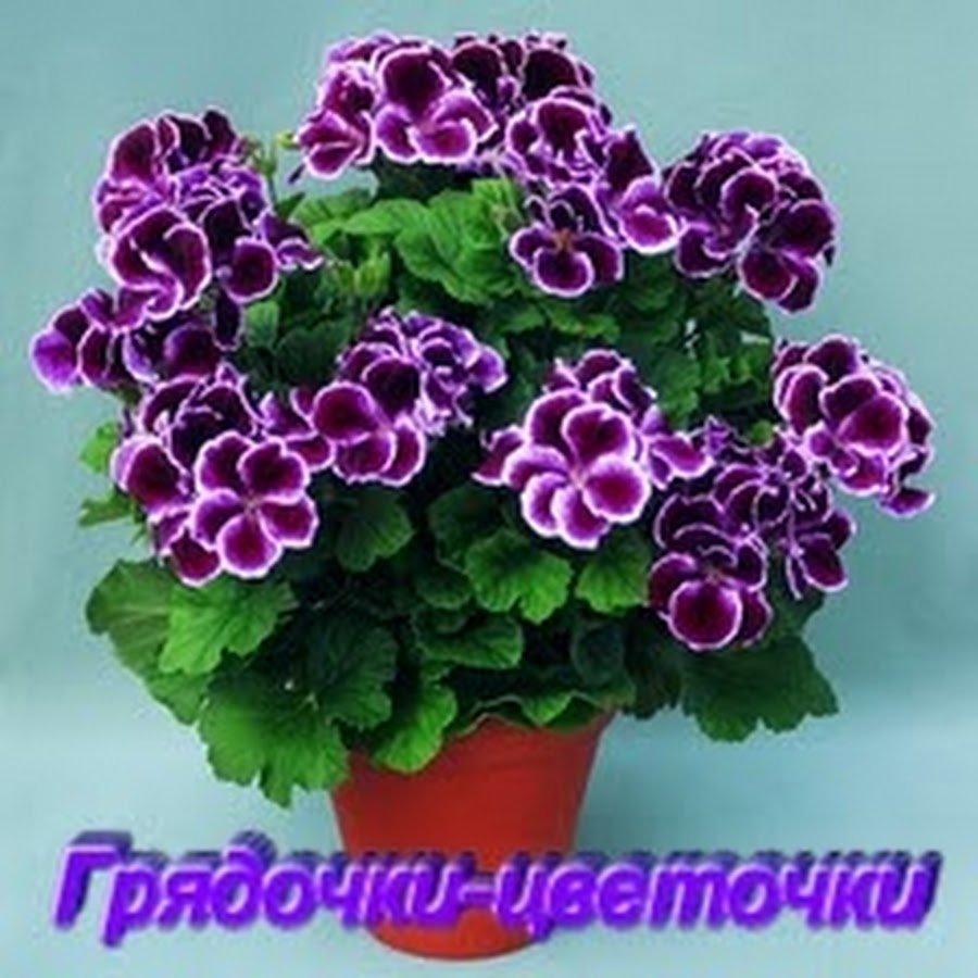Комнатные цветы пеларгония Королевская