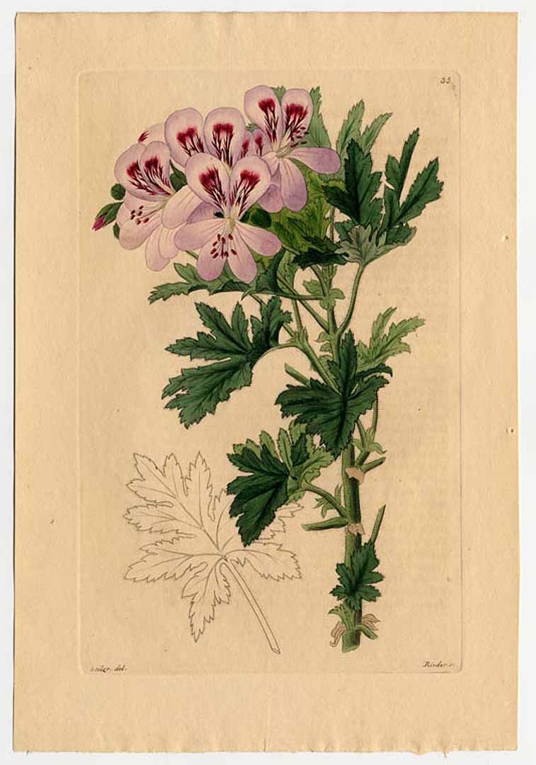 Пеларгония abrotanifolium
