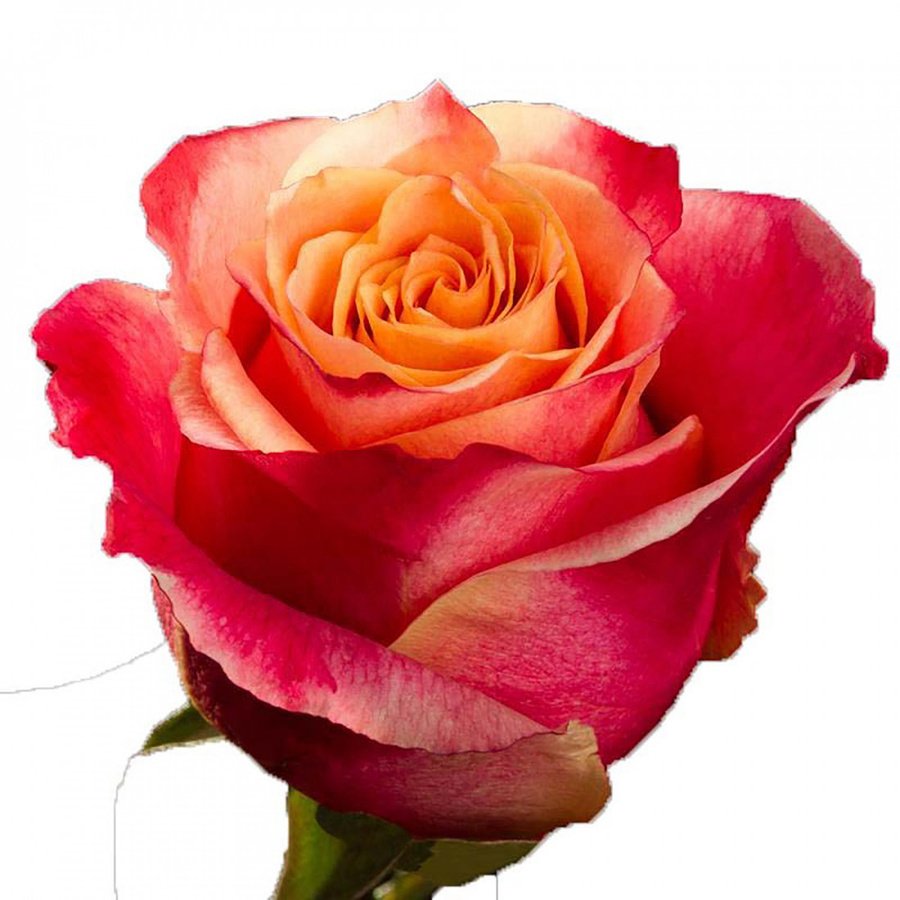 Роза сорт Лола Эквадор