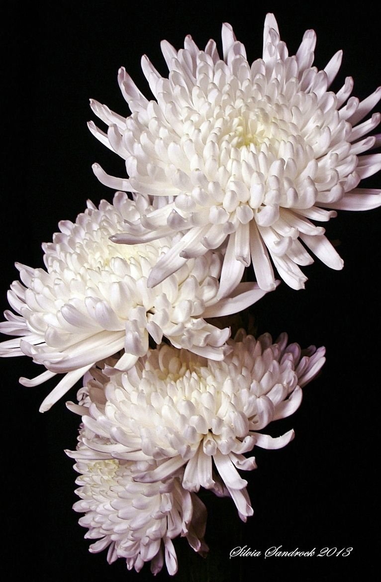 Хризантема игольчатая белая