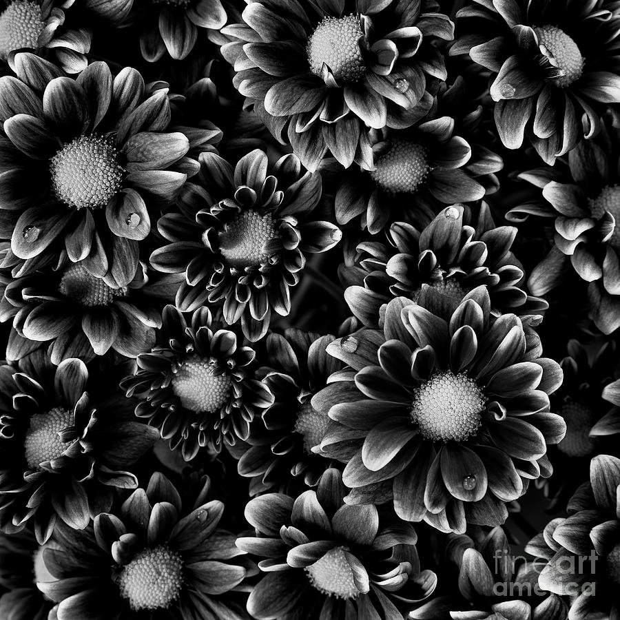 Пластик черные цветы