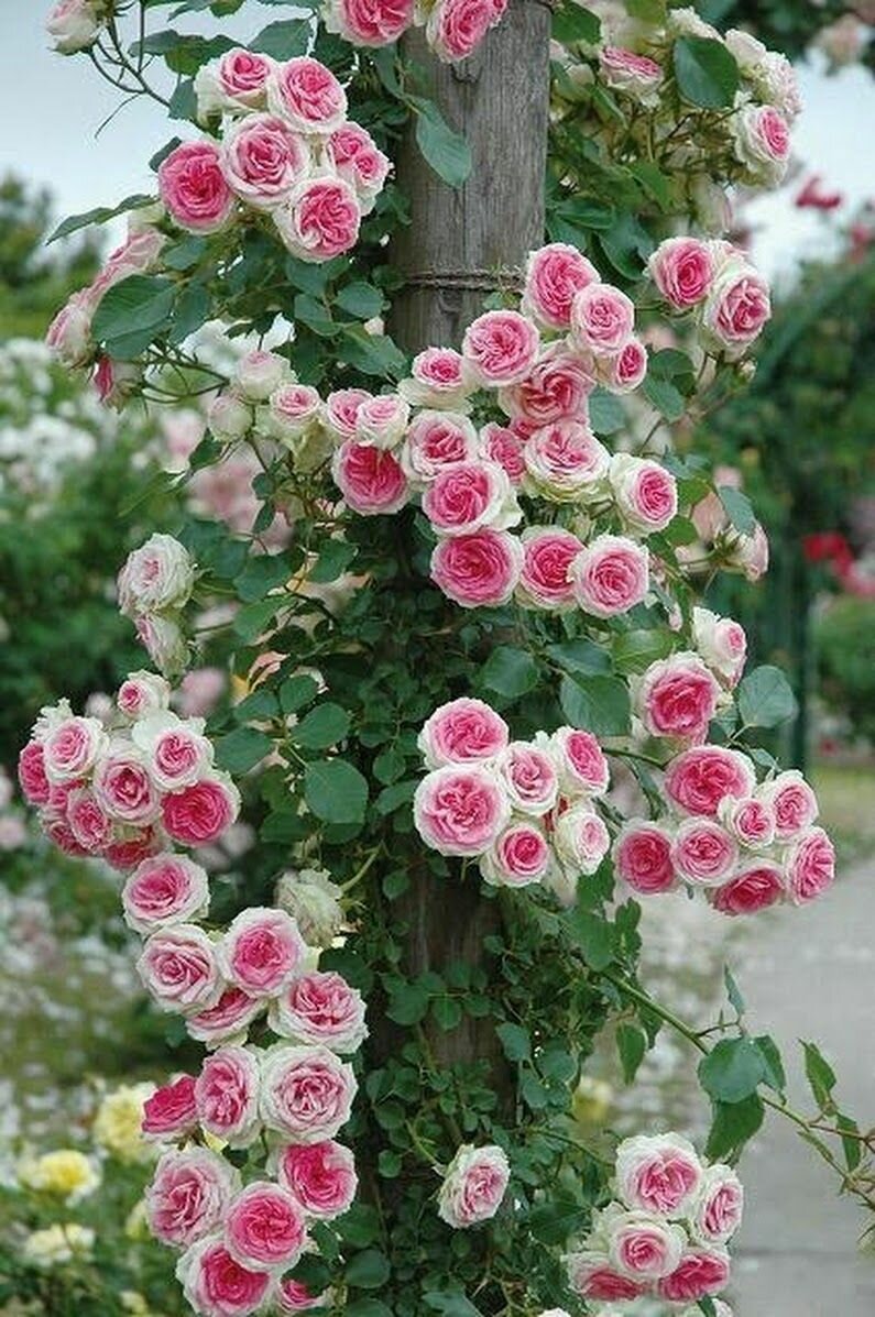 Плетистые розы Эден Роуз