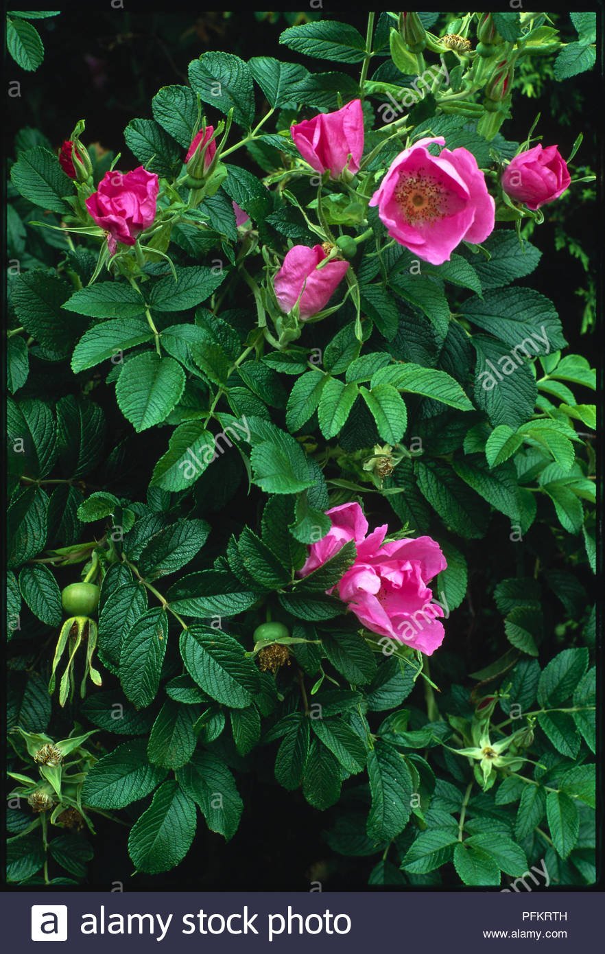 Роза морщинистая Живая изгородь