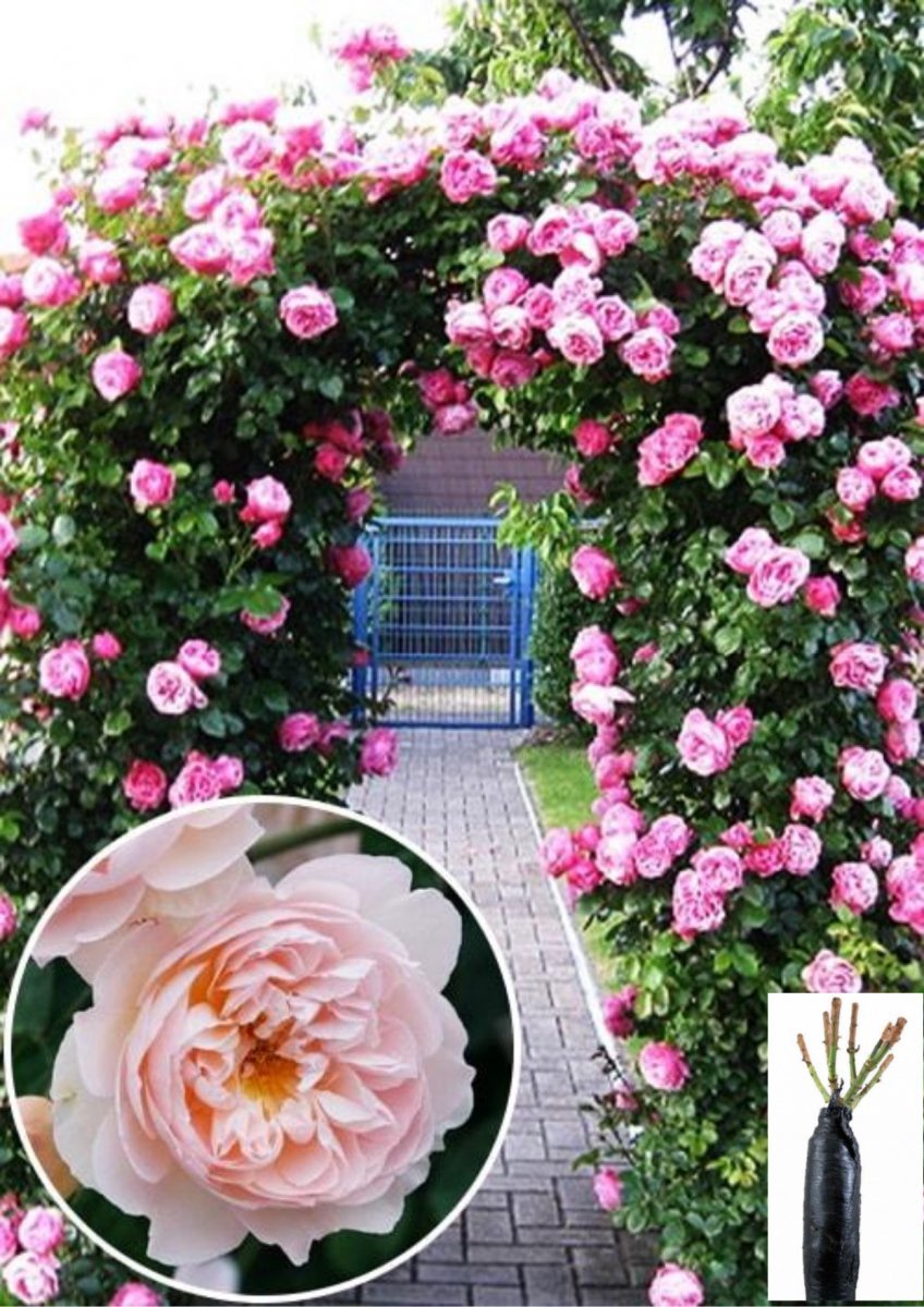 Плетистые розы Розанна