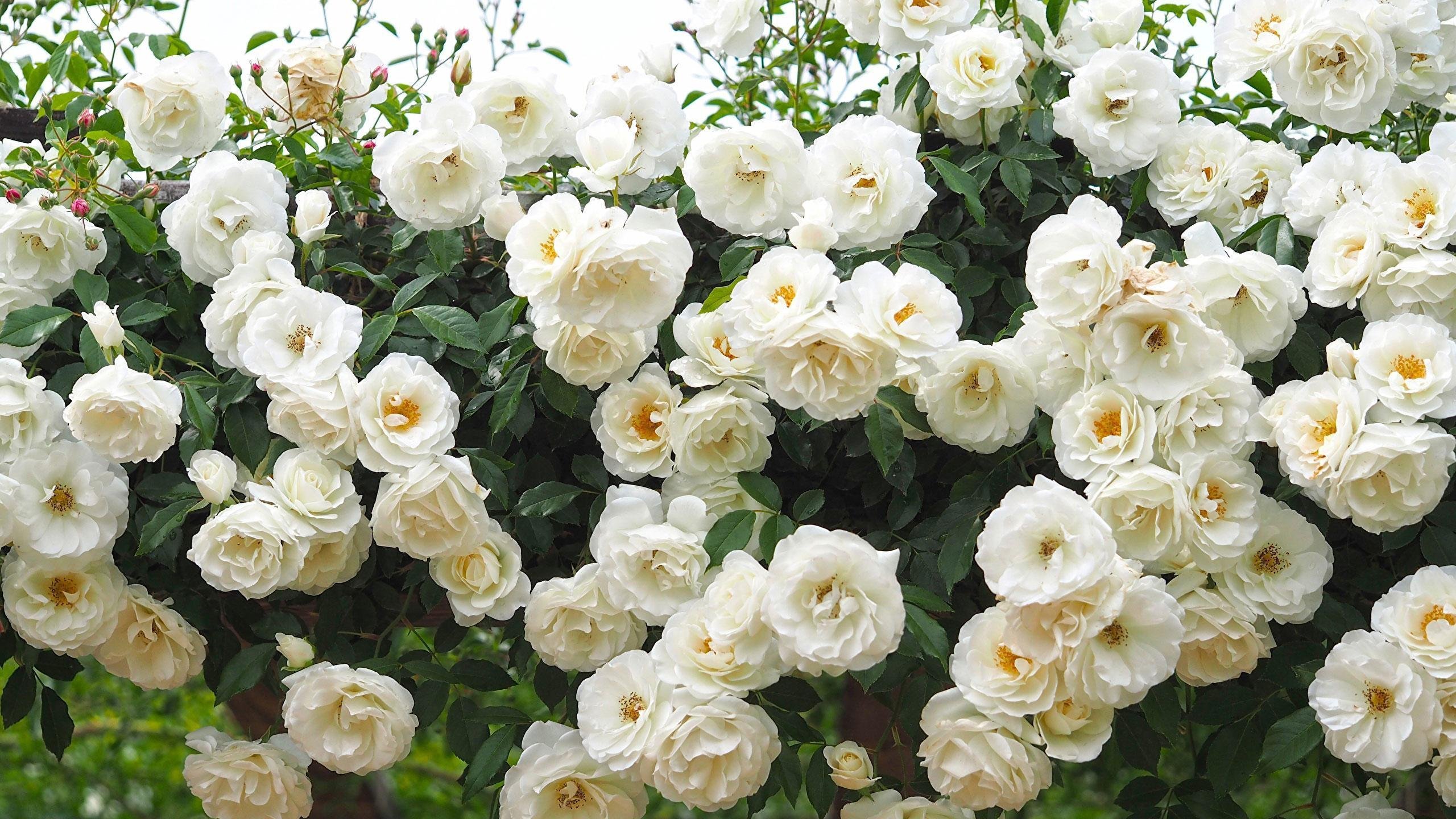 Роза флорибунда White Bouquet