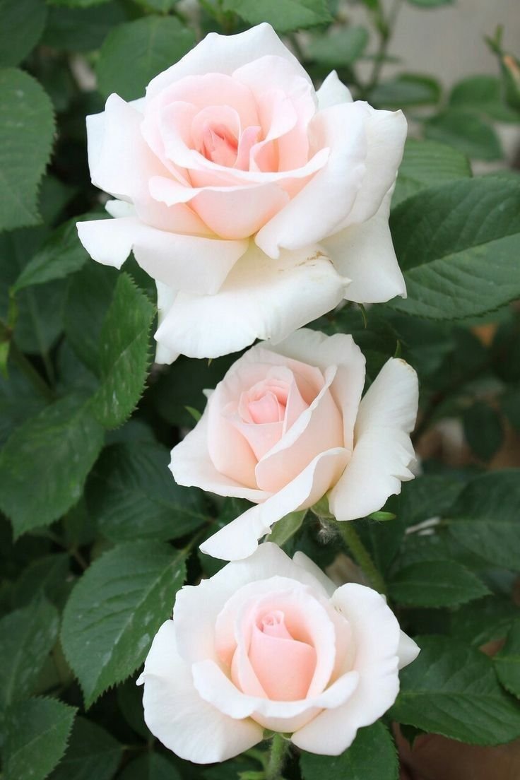 Роза шраб Версайни
