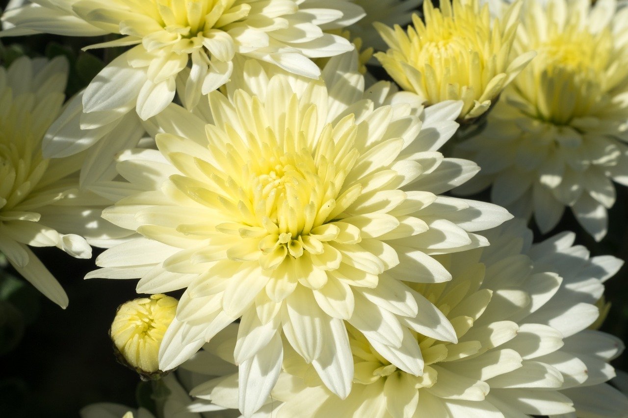 Красивые цветы хризантема. Хризантема Эвелин Буш. Хризантема Bombardino. Хризантема корейская Эвелин Буш.
