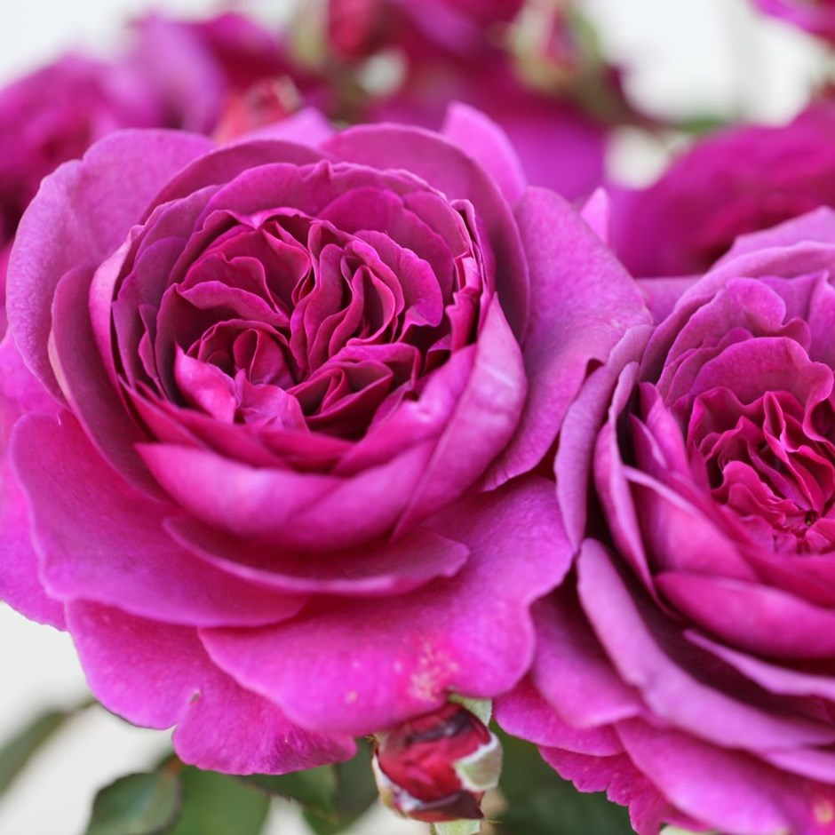 Роза английская чайная гибридная пурпурная
