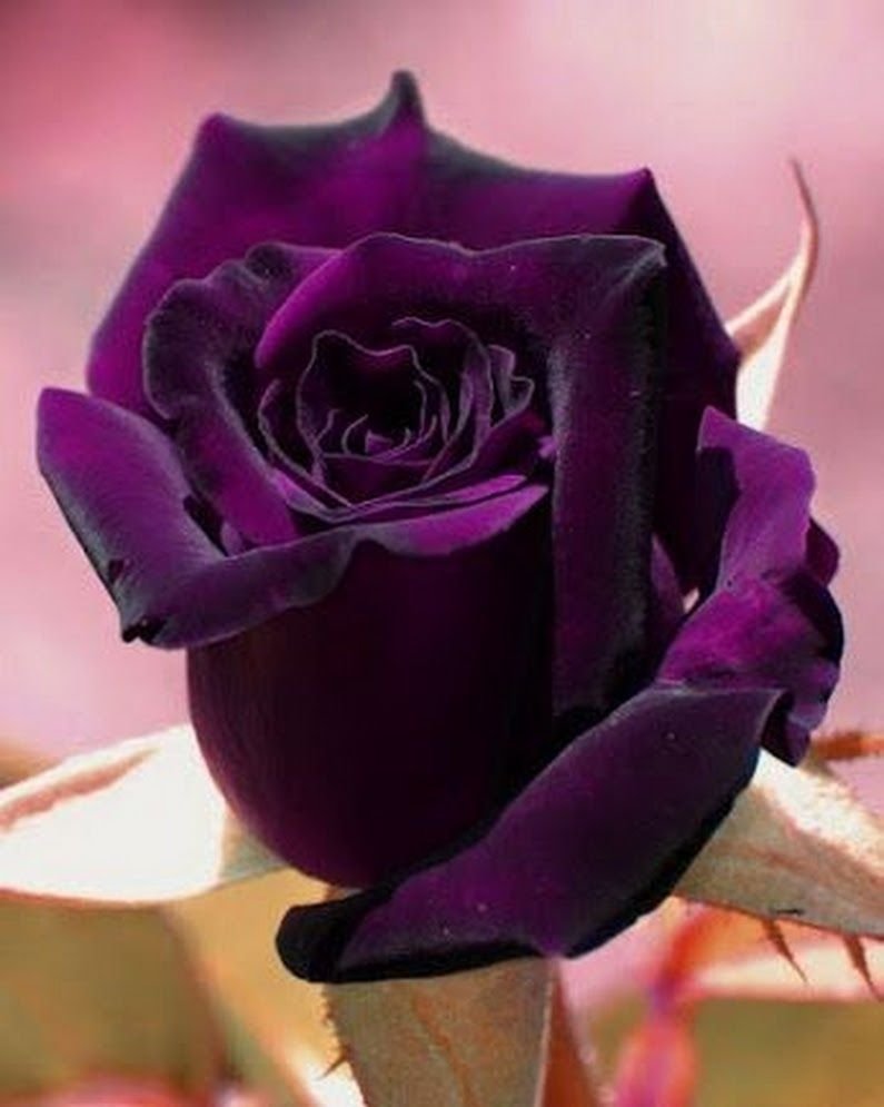 Роза чайно гибридная темно фиолетовая