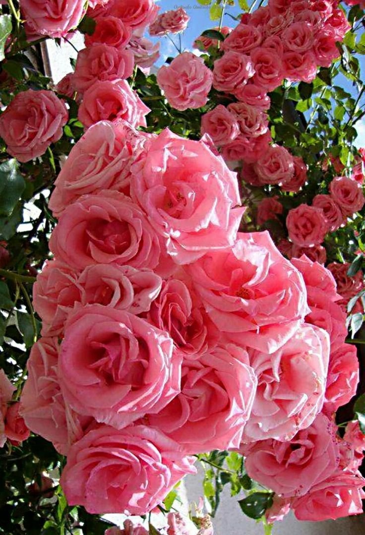 Ханаби роза плетистая