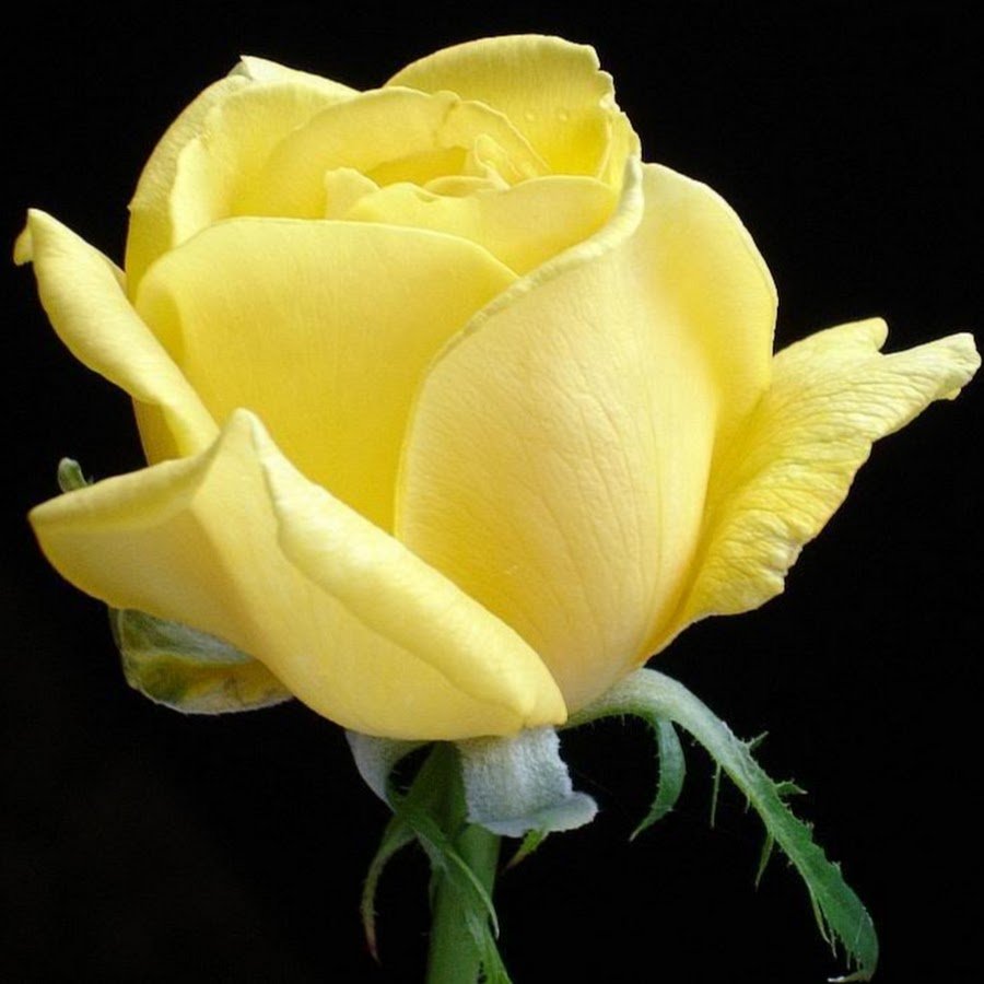 Желтая роза - 11 цветов
