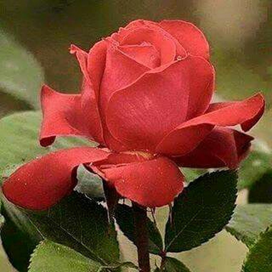 Самые красивые розы в мире для тебя