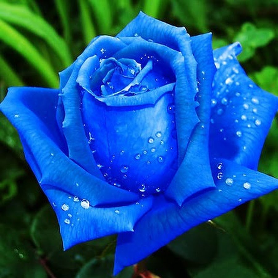 Синяя роза на могилу