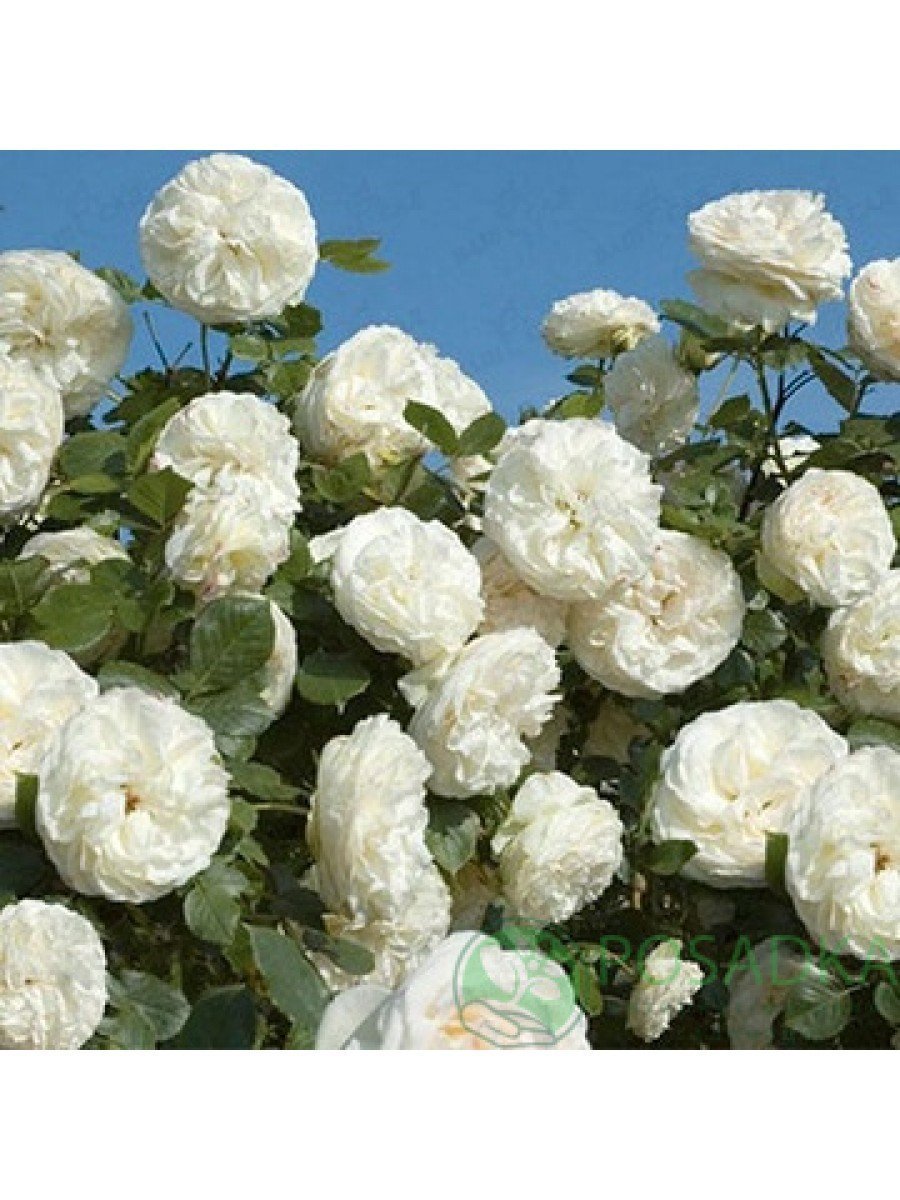 Пале Руаяль роза плетистая