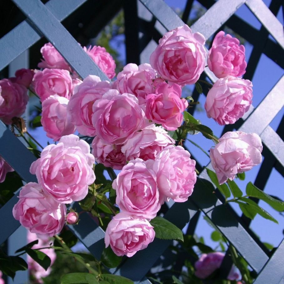 Видео цветения розы Шнеевальцер