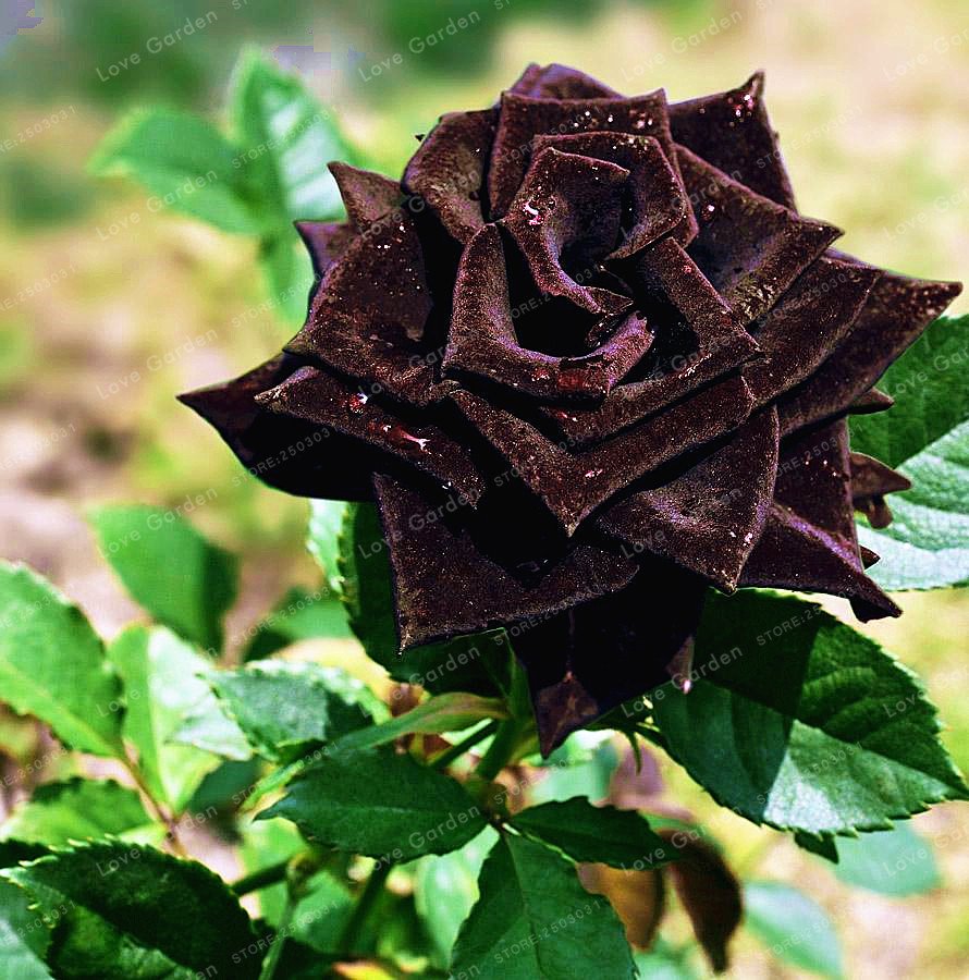 Голландская черная роза