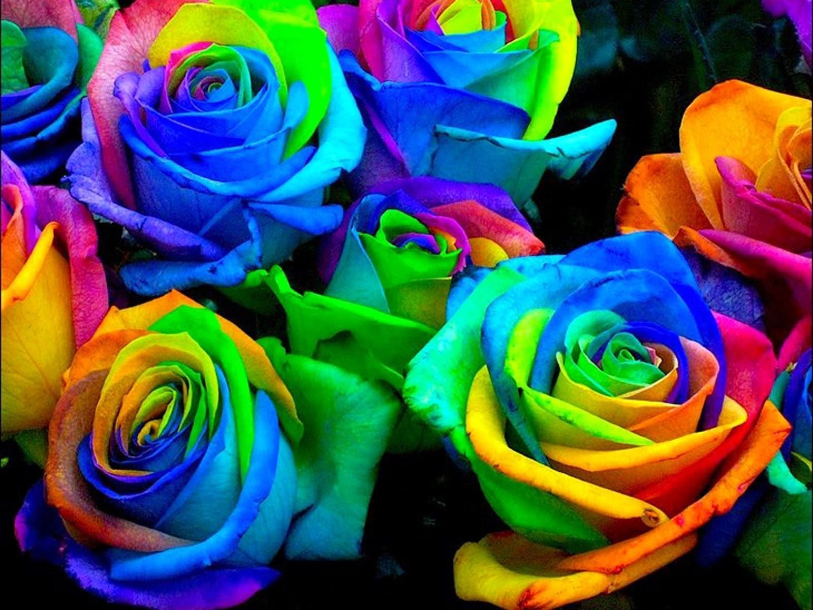 Все цветы. Цветная роза клумбовая. Роза Радуга эфиромасличная. Радужная роза Мондиаль. Разноцветные лепестки роз.